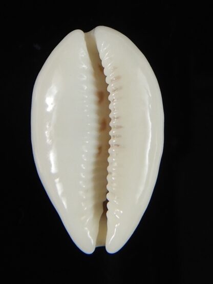 Blasicrura pallidula rhinoceros N&R 24,45 mm Gem-55223