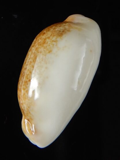 Blasicrura pallidula rhinoceros N&R 24,45 mm Gem-55228
