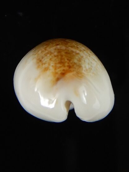 Blasicrura pallidula rhinoceros N&R 24,45 mm Gem-55227