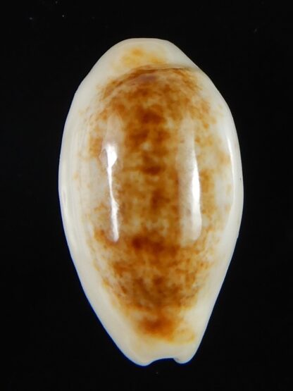 Blasicrura pallidula rhinoceros N&R 18,35 mm Gem-55203