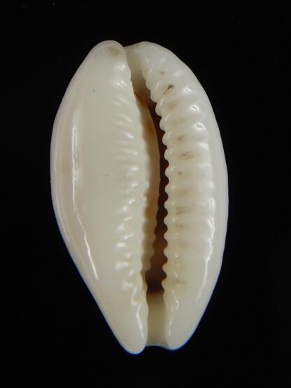 Blasicrura pallidula rhinoceros N&R 18,35 mm Gem-55204