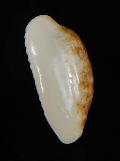 Blasicrura pallidula rhinoceros N&R 18,35 mm Gem-55206