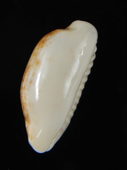 Blasicrura pallidula rhinoceros N&R 18,35 mm Gem-55207