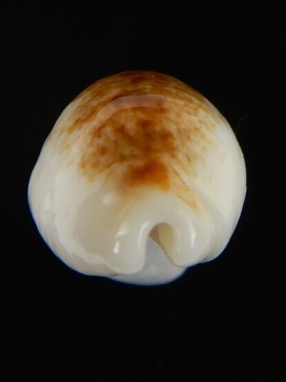 Blasicrura pallidula rhinoceros N&R 18,35 mm Gem-55202