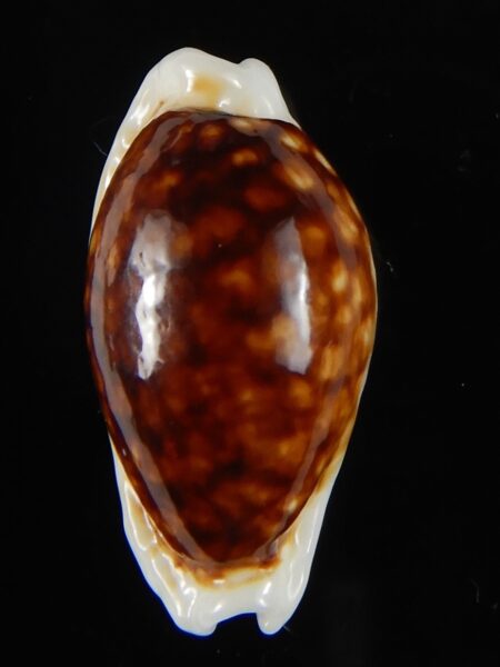 Cribrarula cribraria zadela N&R 24,58 mm Gem-55161