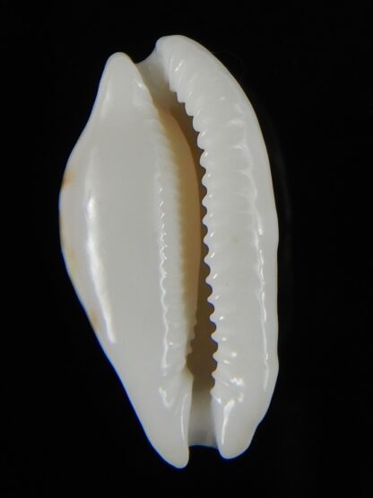 Cribrarula cribraria zadela N&R 24,58 mm Gem-55163