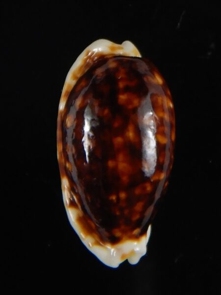 Cribrarula cribraria zadela N&R 19,40 mm Gem-55137