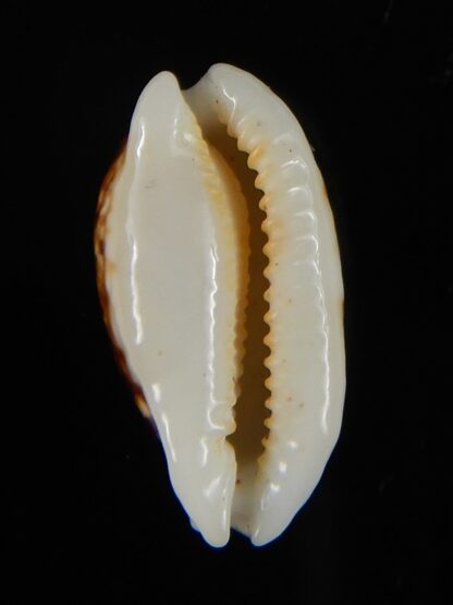Cribrarula cribraria zadela N&R 19,40 mm Gem-55134