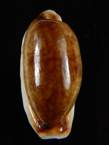 Erronea cylindrica lenella N&R 31,08 mm Gem -55390