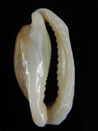 Erronea cylindrica lenella N&R 31,08 mm Gem -55392