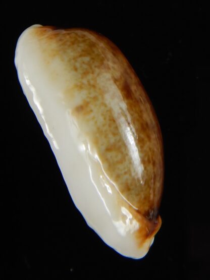 Erronea cylindrica lenella N&R 31,08 mm Gem -55394