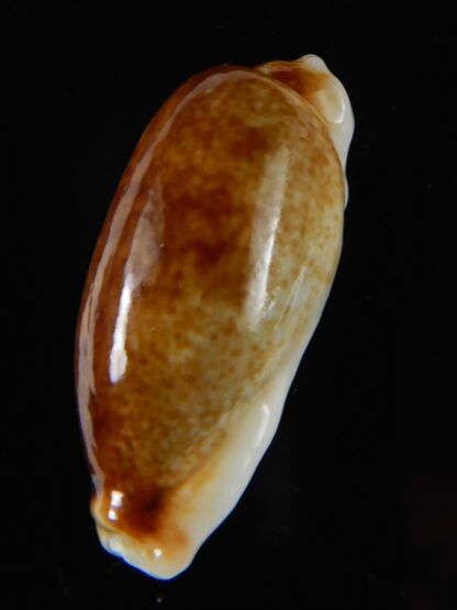 Erronea cylindrica lenella N&R 31,08 mm Gem -55395