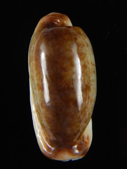Erronea cylindrica lenella N&R 30,15 mm Gem-55376