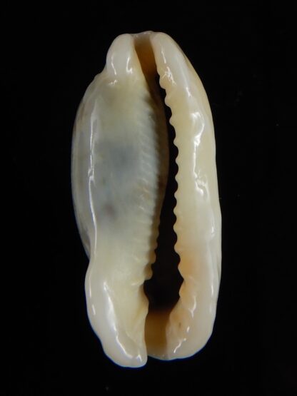 Erronea cylindrica lenella N&R 30,15 mm Gem-55377