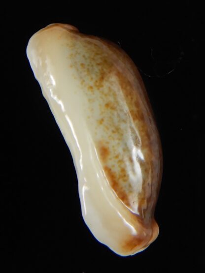 Erronea cylindrica lenella N&R 30,15 mm Gem-55381