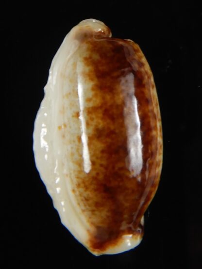 Erronea cylindrica lenella N&R 29,20 mm Gem-55362
