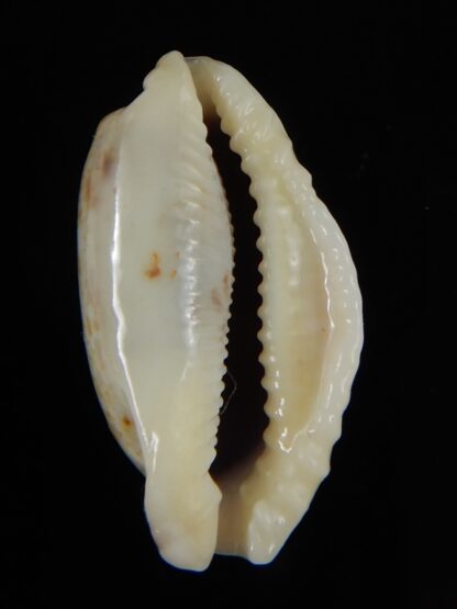 Erronea cylindrica lenella N&R 29,20 mm Gem-55363