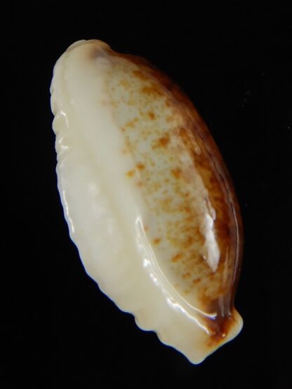 Erronea cylindrica lenella N&R 29,20 mm Gem-55366