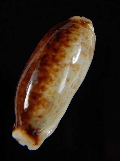 Erronea cylindrica lenella N&R 29,20 mm Gem-55368