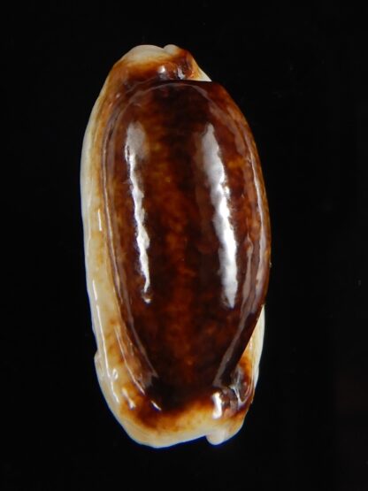 Erronea cylindrica lenella N&R 26,67 mm Gem-55348