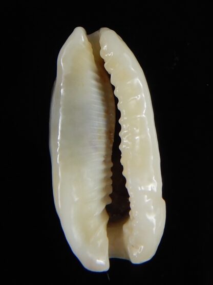 Erronea cylindrica lenella N&R 26,67 mm Gem-55353