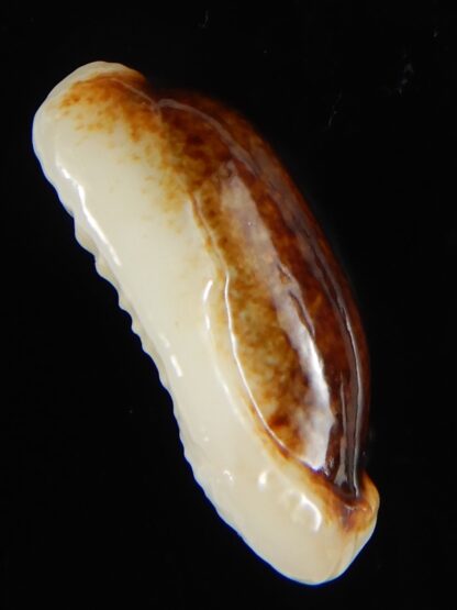 Erronea cylindrica lenella N&R 26,67 mm Gem-55349