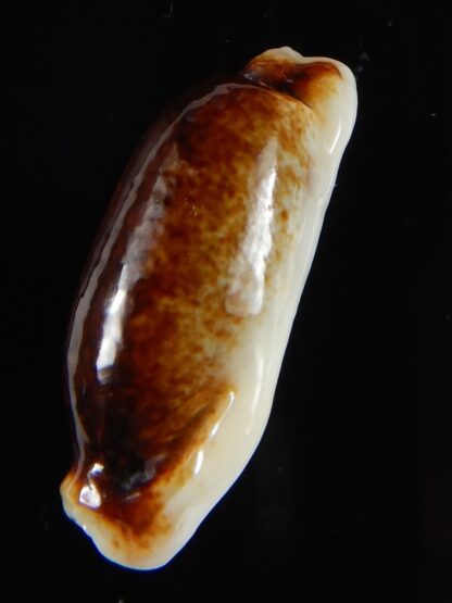 Erronea cylindrica lenella N&R 26,67 mm Gem-55351