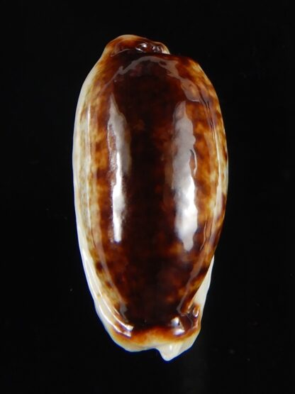 Erronea cylindrica lenella N&R 24,25 mm Gem-55334