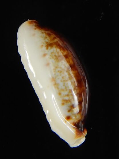 Erronea cylindrica lenella N&R 24,25 mm Gem-55335