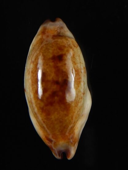Purpuradusta gracilis macula N&R 23,78 F+++/Gem-55104