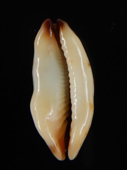 Purpuradusta gracilis macula N&R 23,78 F+++/Gem-55106