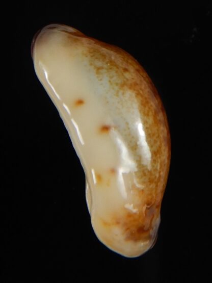 Purpuradusta gracilis macula N&R 23,78 F+++/Gem-55103