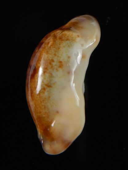 Purpuradusta gracilis macula N&R 23,78 F+++/Gem-55109