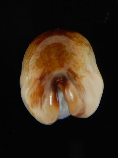 Purpuradusta gracilis macula N&R 23,78 F+++/Gem-55107