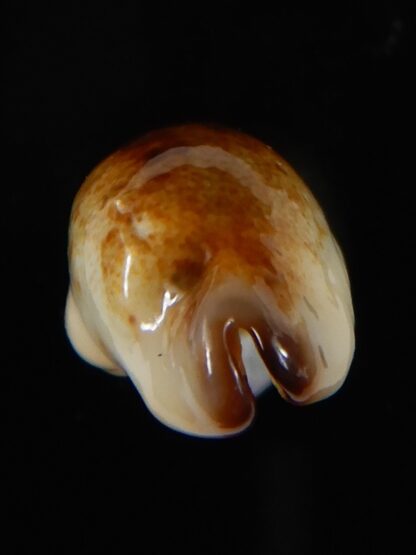 Purpuradusta gracilis macula N&R 23,78 F+++/Gem-55108