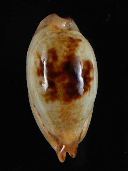 Purpuradusta gracilis macula N&R 24,39 mm Gem-55118