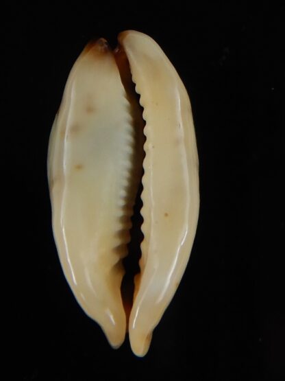 Purpuradusta gracilis macula N&R 24,39 mm Gem-55123