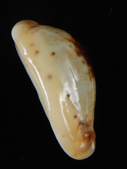 Purpuradusta gracilis macula N&R 24,39 mm Gem-55119