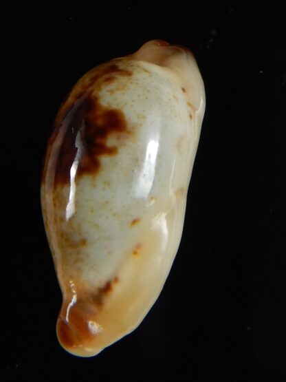 Purpuradusta gracilis macula N&R 24,39 mm Gem-55122