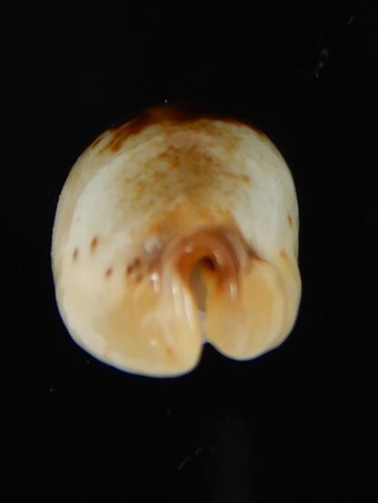 Purpuradusta gracilis macula N&R 24,39 mm Gem-55117