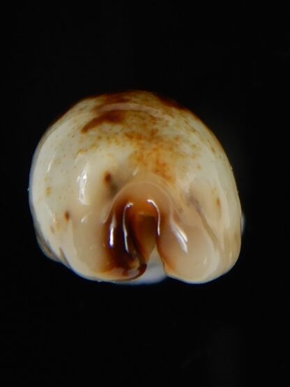 Purpuradusta gracilis macula N&R 24,39 mm Gem-55121