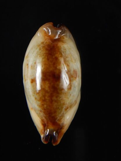 Purpuradusta gracilis macula N&R 21,35 mm F+++/ Gem-55093