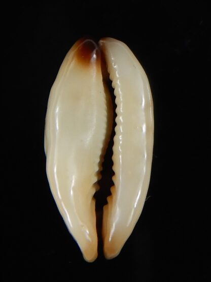 Purpuradusta gracilis macula N&R 21,35 mm F+++/ Gem-55095