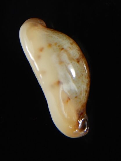 Purpuradusta gracilis macula N&R 21,35 mm F+++/ Gem-55092