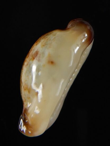 Purpuradusta gracilis macula N&R 21,35 mm F+++/ Gem-55089