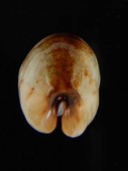 Purpuradusta gracilis macula N&R 21,35 mm F+++/ Gem-55091