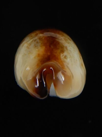 Purpuradusta gracilis macula N&R 21,35 mm F+++/ Gem-55090