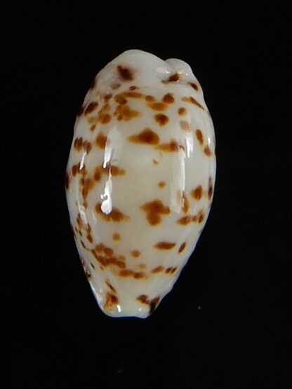 Ransionella punctata N&R 14,20 mm Gem -55060
