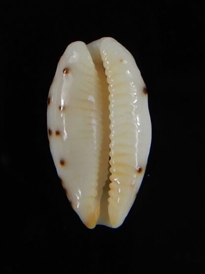 Ransionella punctata N&R 14,20 mm Gem -55062