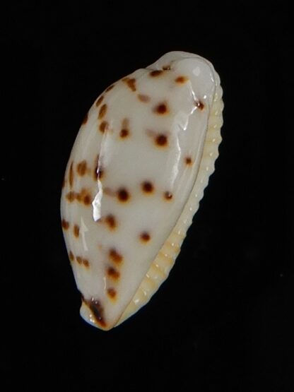 Ransionella punctata N&R 14,20 mm Gem -55064